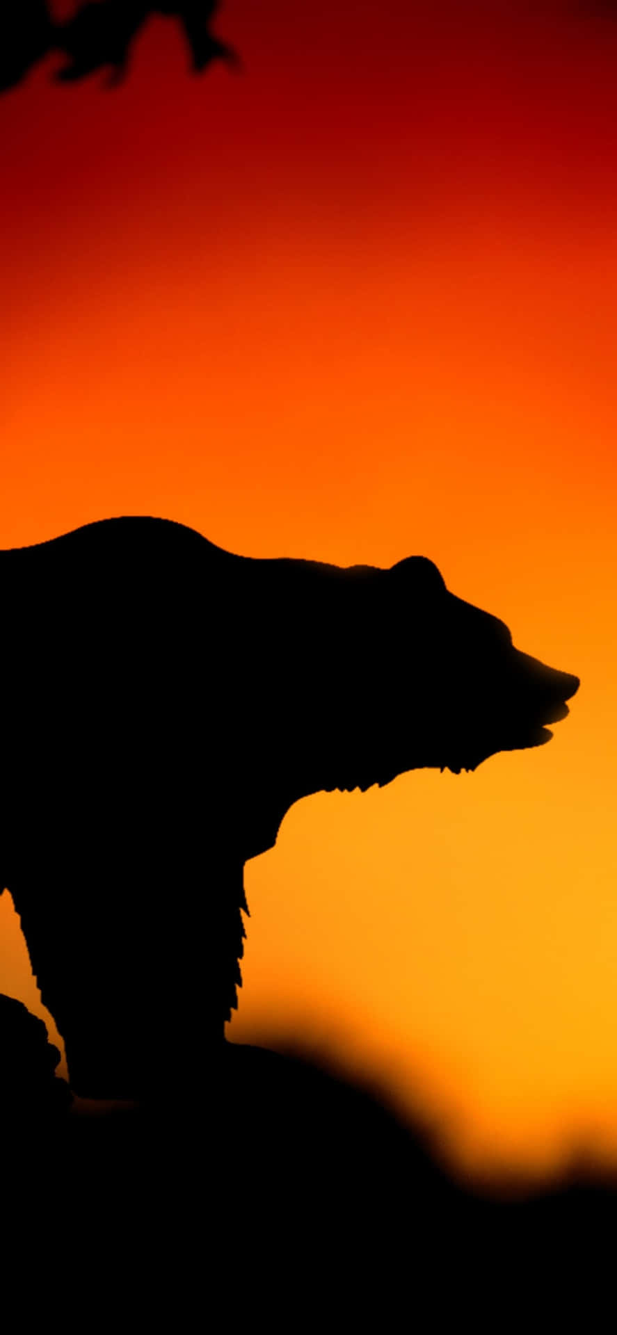 Bear Silhouette Sunset Wallpaper
