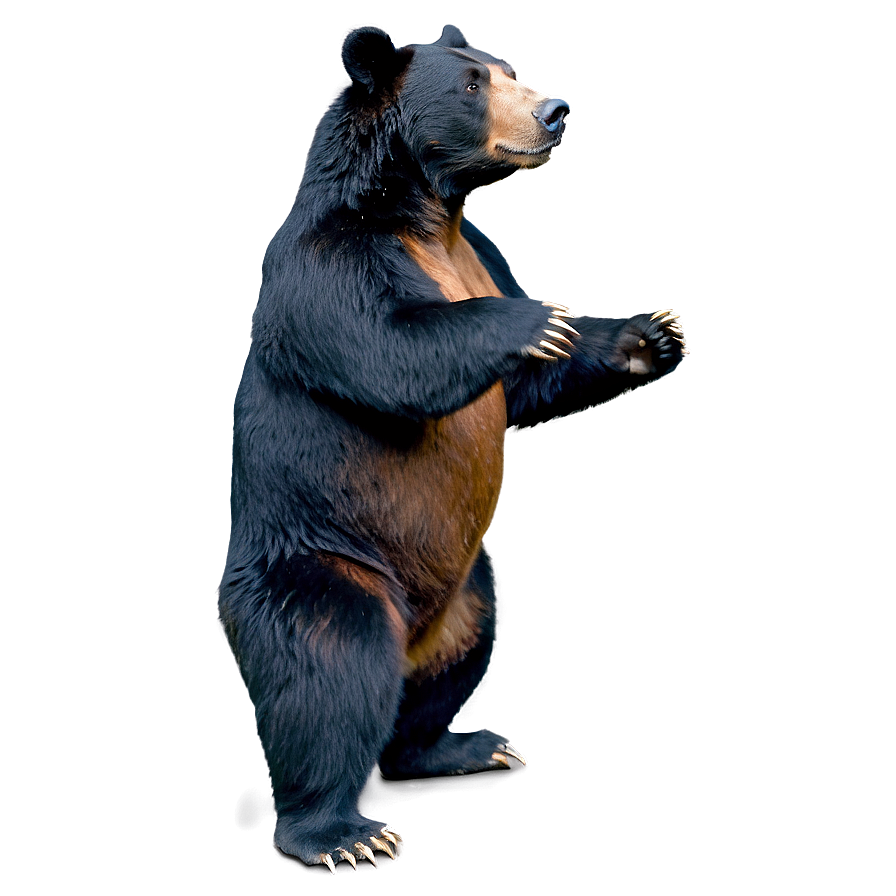 Bear Standing Up Png 16 PNG