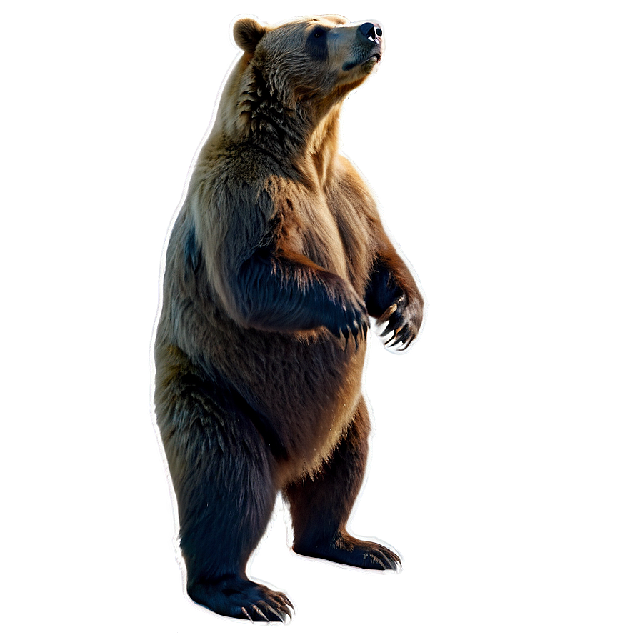 Download Bear Standing Up Png Oey | Wallpapers.com