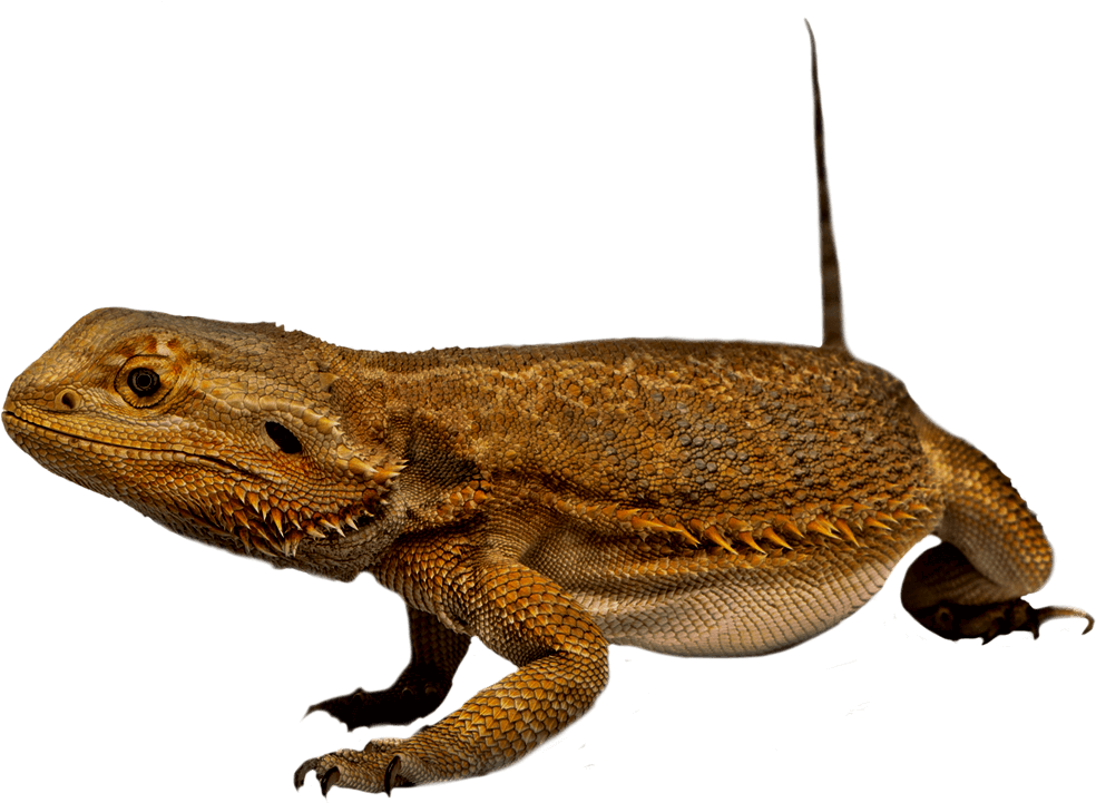 Bearded Dragon Profile PNG