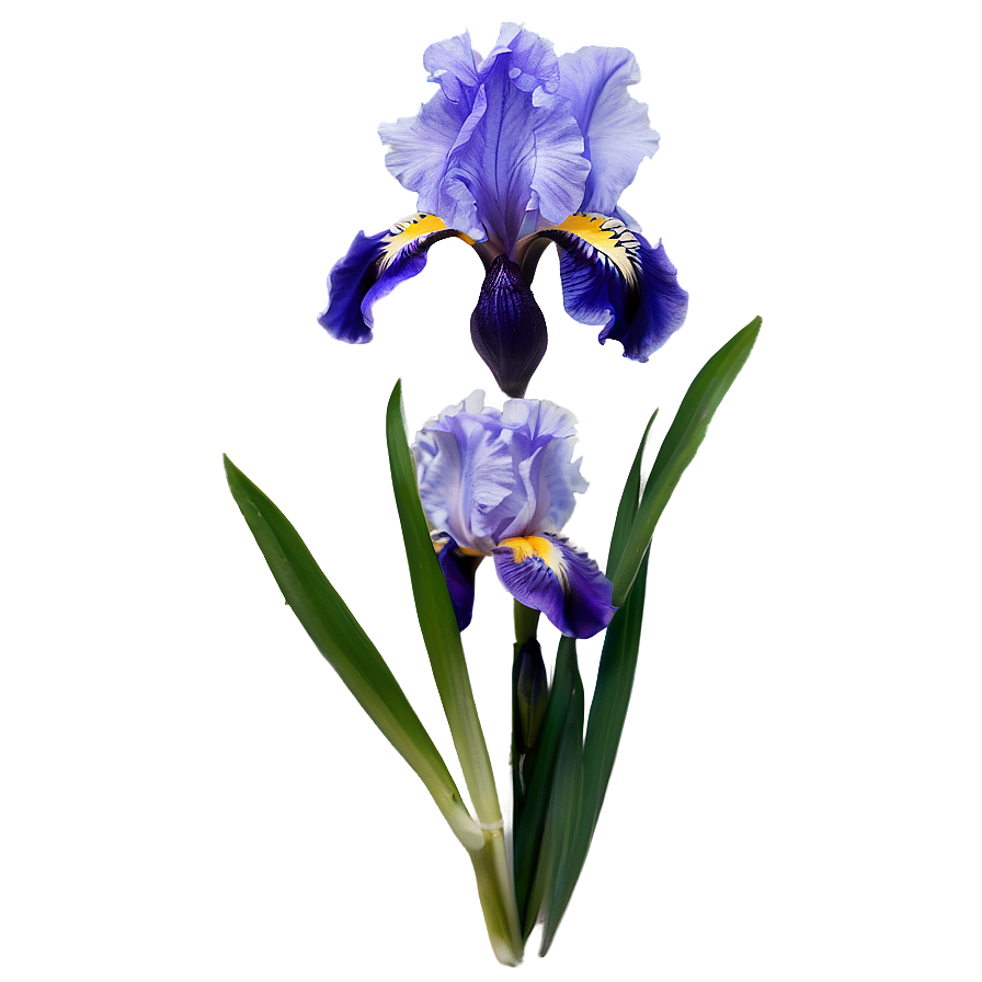 Download Bearded Iris Beauty Png 32 | Wallpapers.com