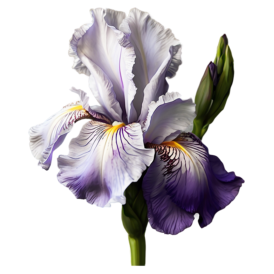 Download Bearded Iris Beauty Png Bom1 | Wallpapers.com