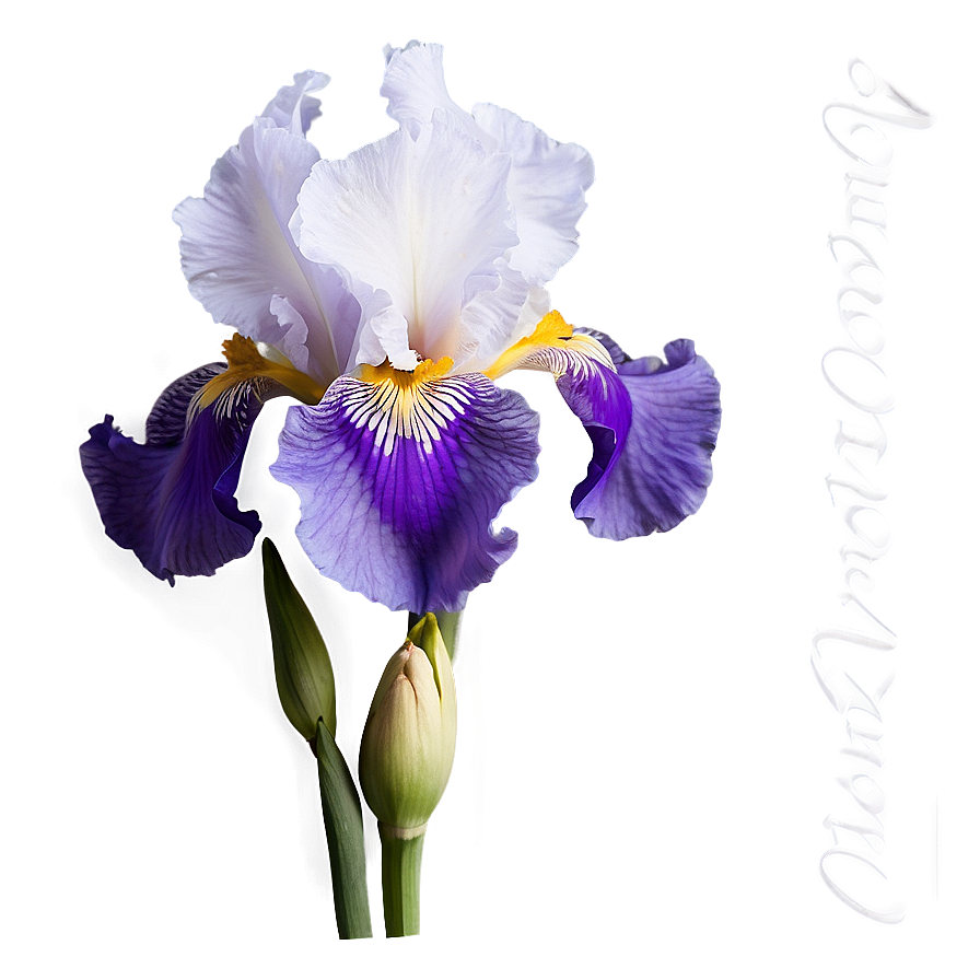 Download Bearded Iris Beauty Png Wic12 | Wallpapers.com