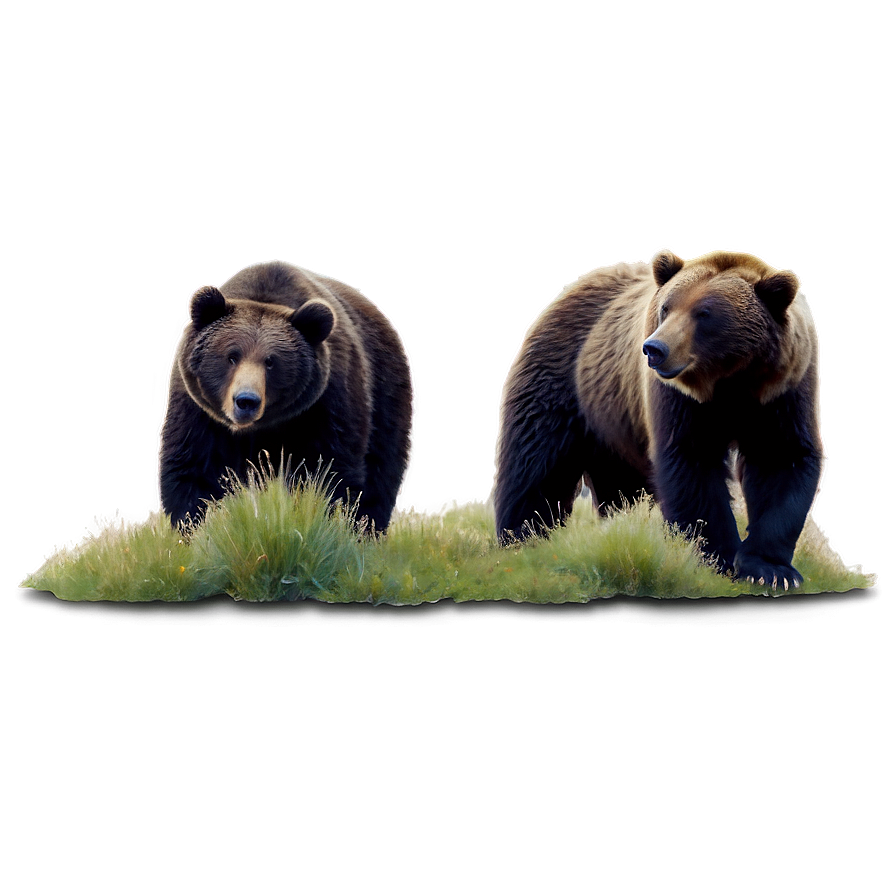 Bears C PNG