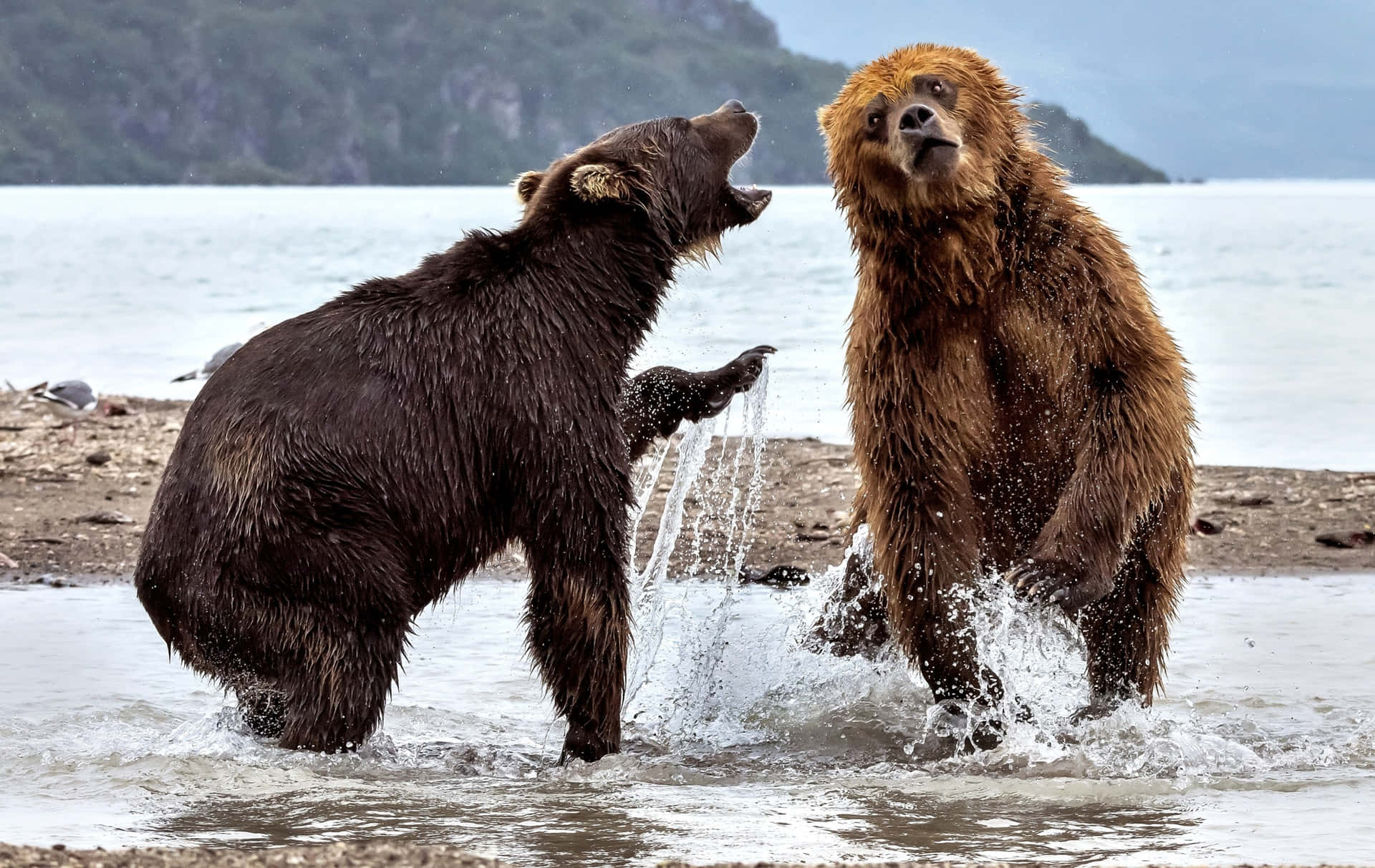 Bears_ Sparring_by_ Waterfront.jpg Wallpaper