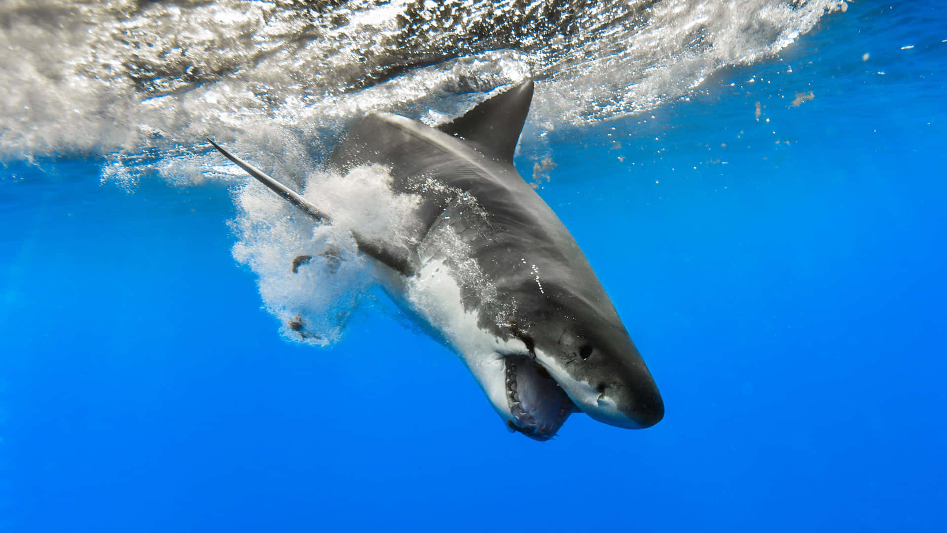 Beast In The Ocean Black Shark Wallpaper