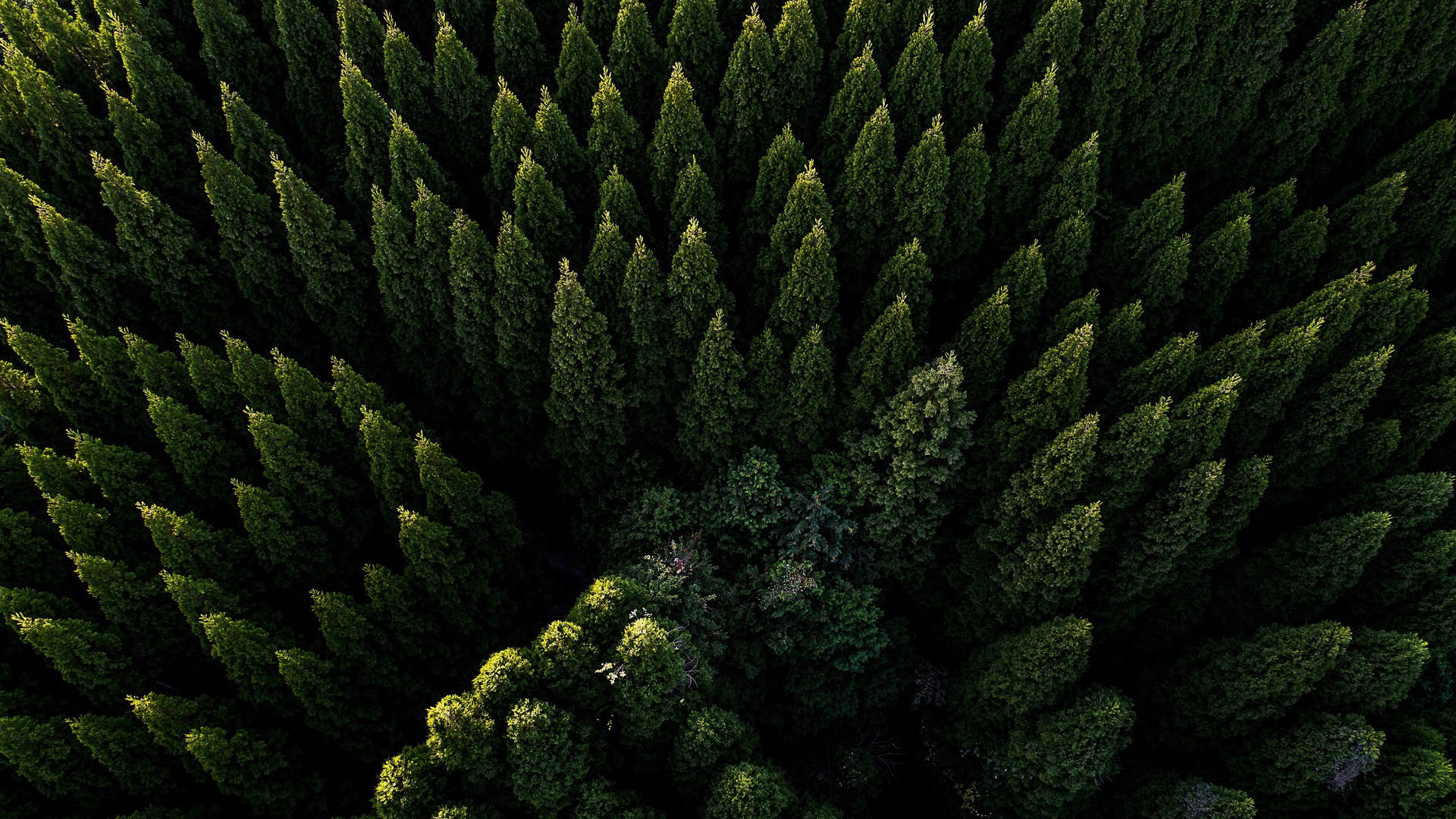 Smuk Aerial Forest View Wallpaper