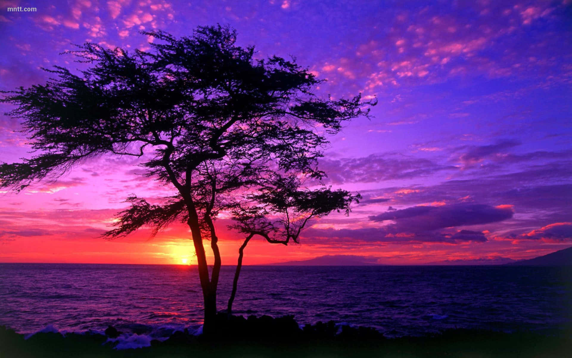 A Purple Sunset With A Tree In The Background Wallpaper