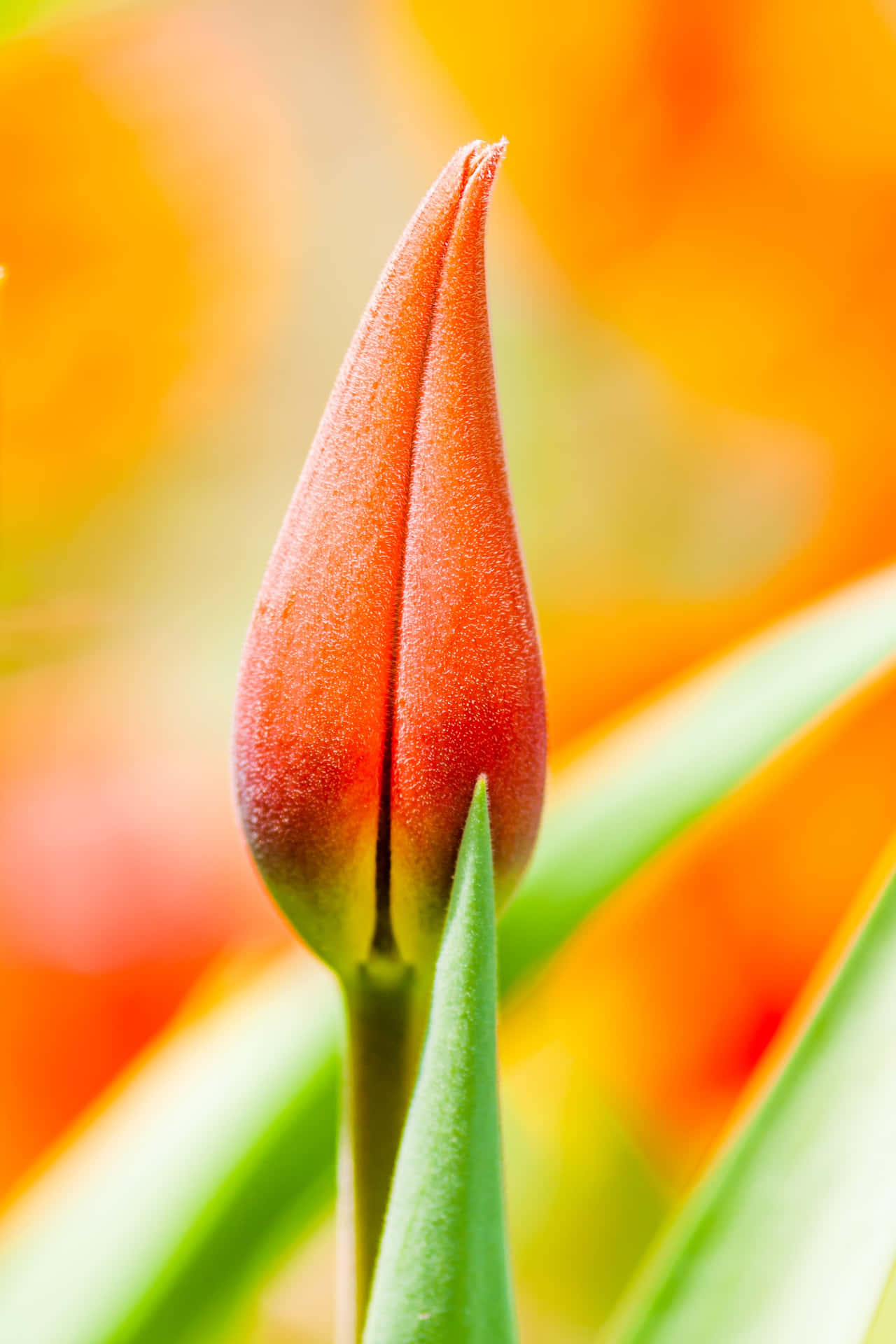 Smuk Orange Tulip Overraskende Kreativ Skud Wallpaper