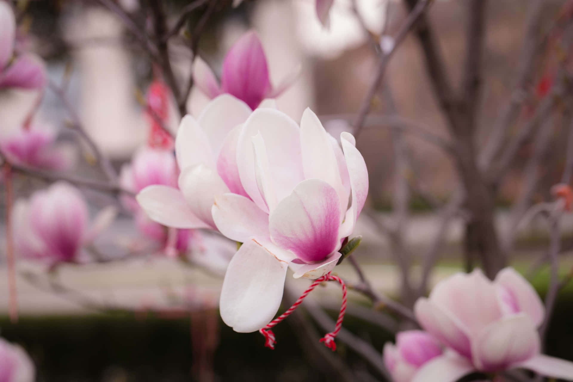 Beautiful And Fragrant Yulan Magnolia Flower Wallpaper