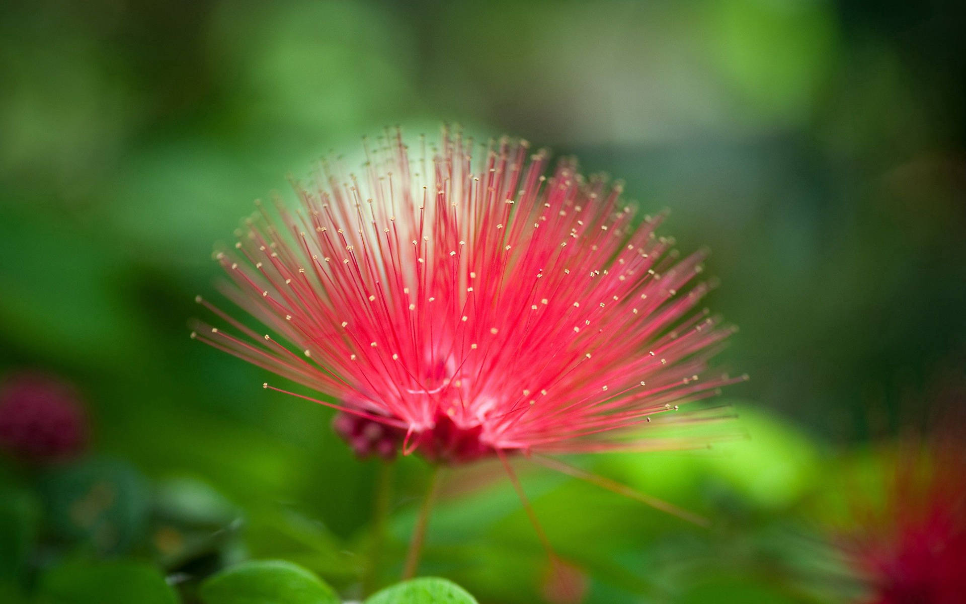 The beauty of this unusual flower is breathtaking Wallpaper