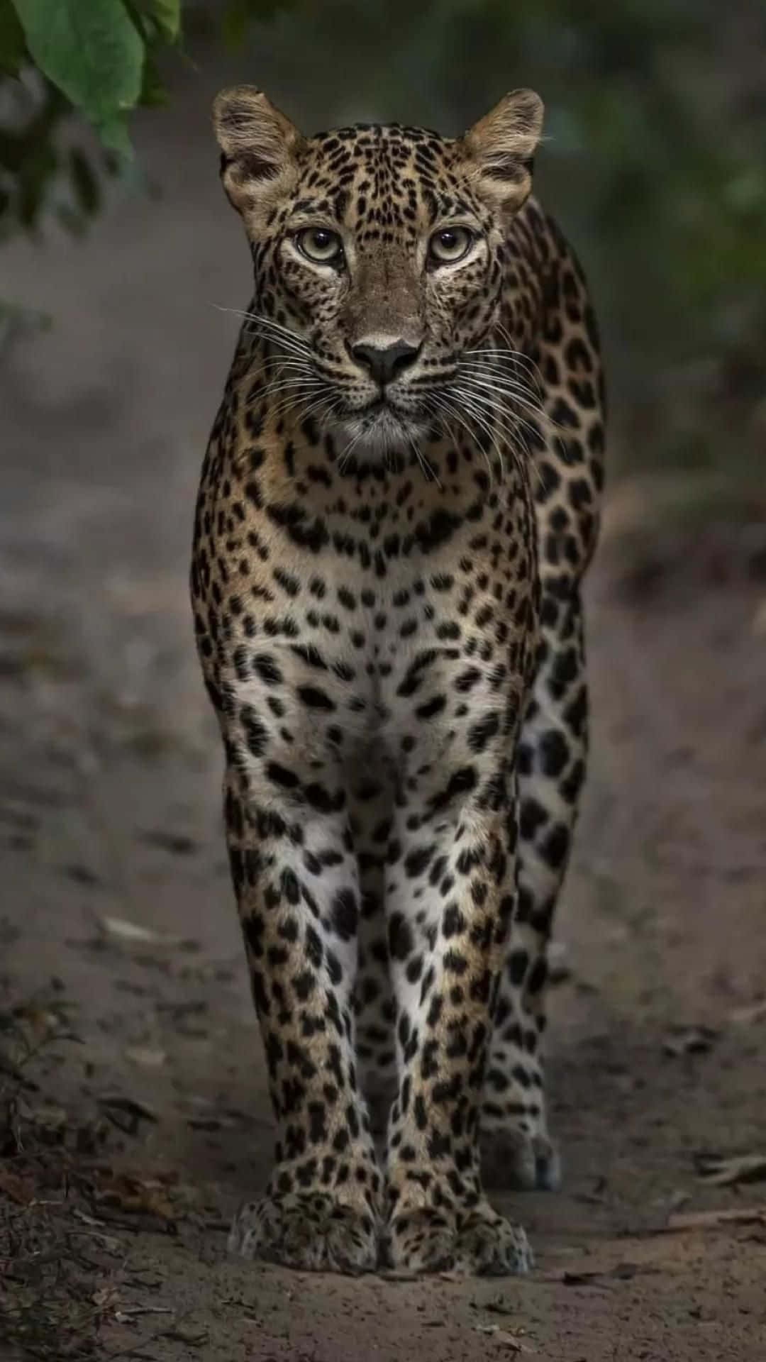 Vackerbild På En Leopard