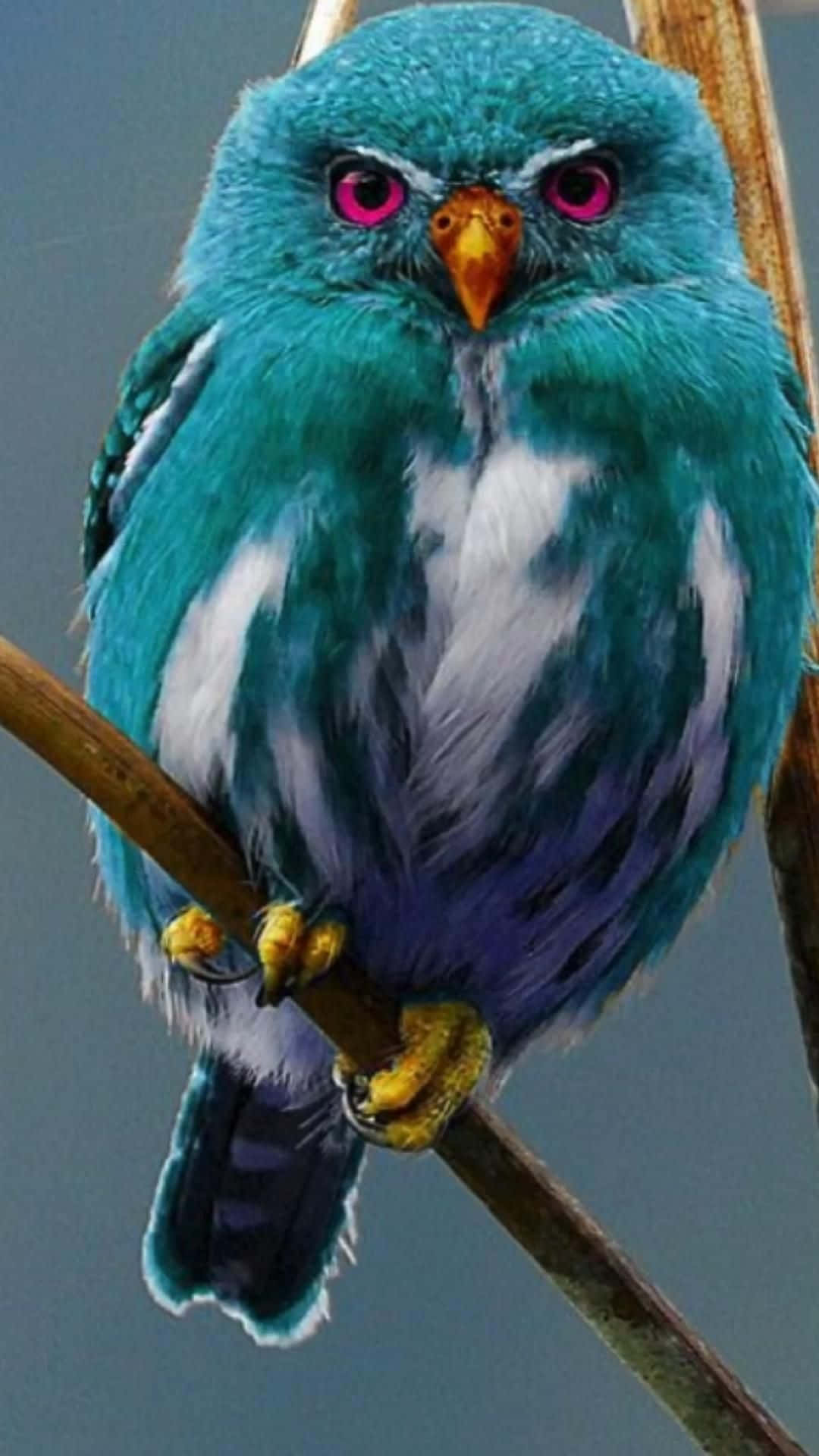 Beautiful Blue Owl Animal Picture