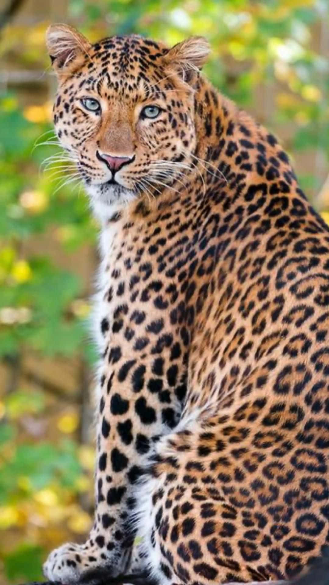 Hermosaimagen Del Leopardo De Amur