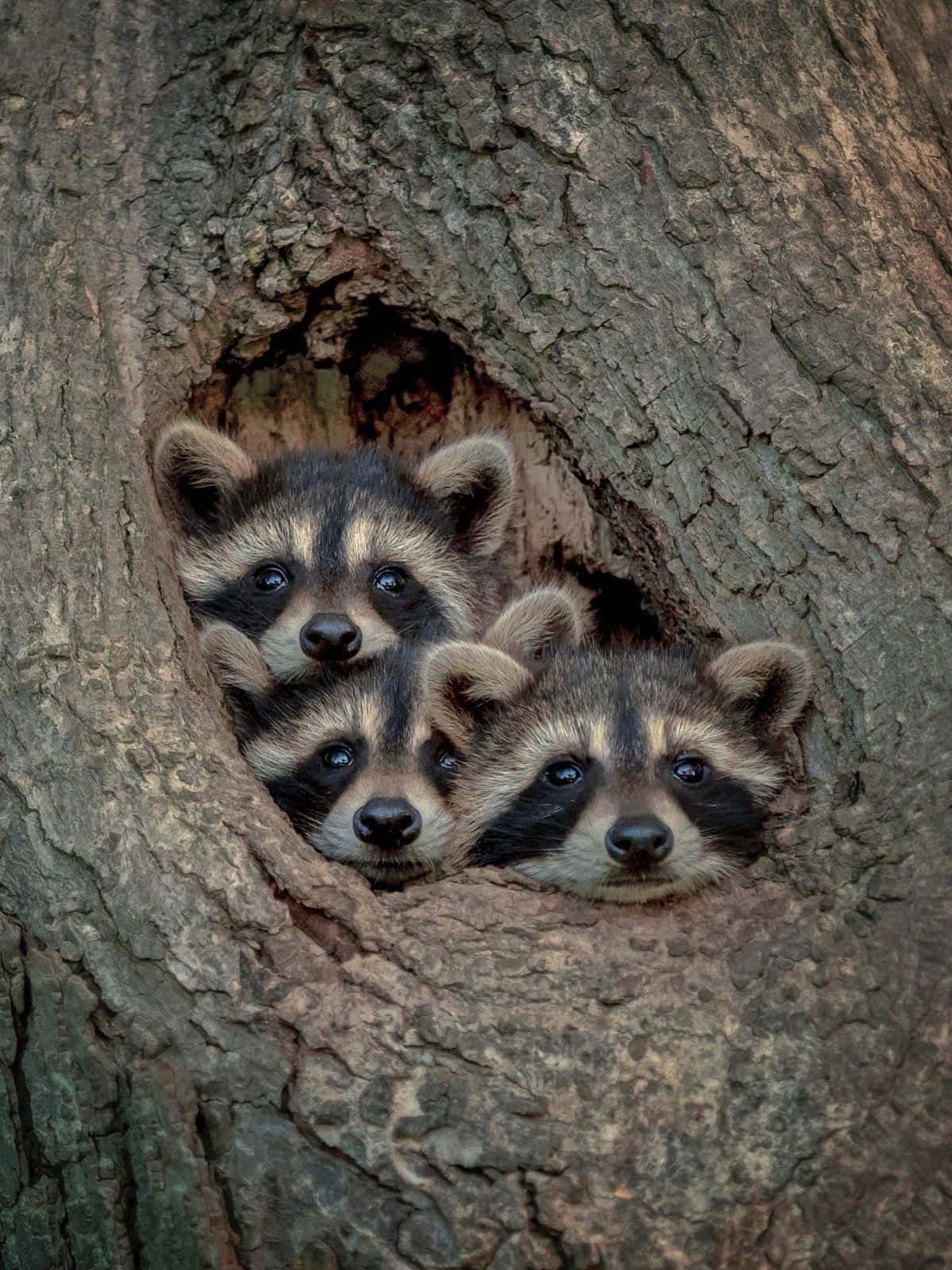 Beautiful Raccoons Animal Picture