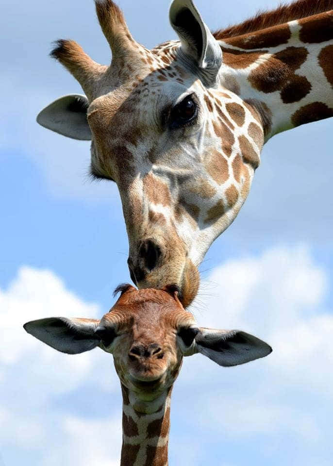 Beautiful Giraffe Animal Picture