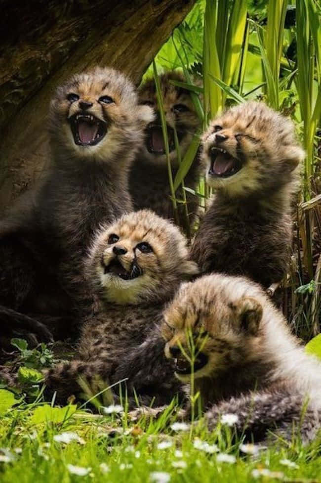 Beautiful Cheetah  Kittens Animal Picture
