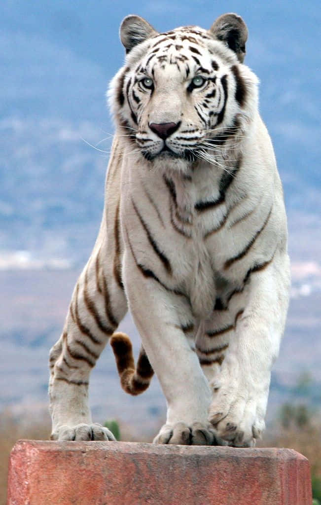 Vackerbild På En Bengalisk Tiger