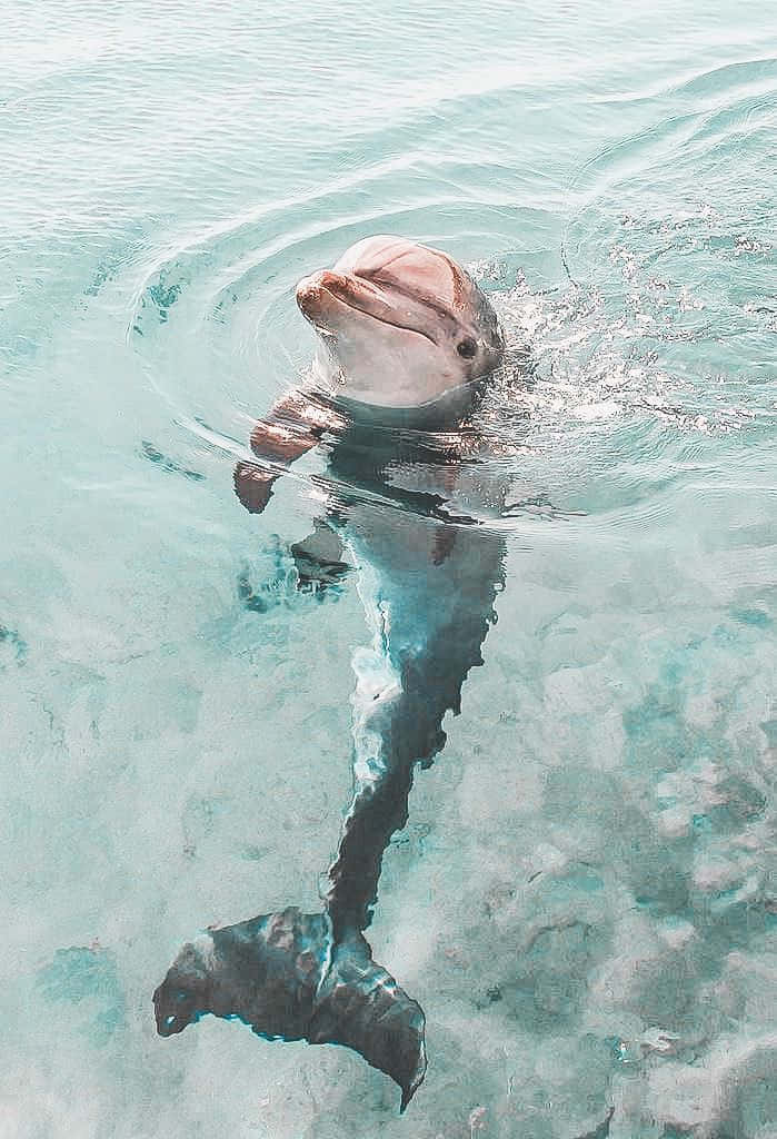 Vackerdelfin Djurbild