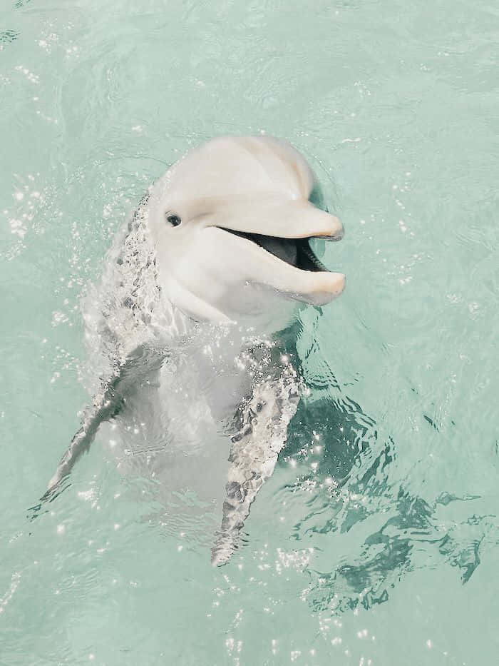 Vackerbild Av En Vit Delfin