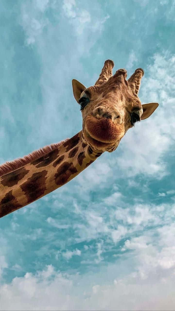 Beautiful Giraffe Animal Sneaking Picture
