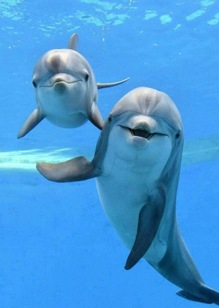 Hermosaimagen De Delfines Animales.