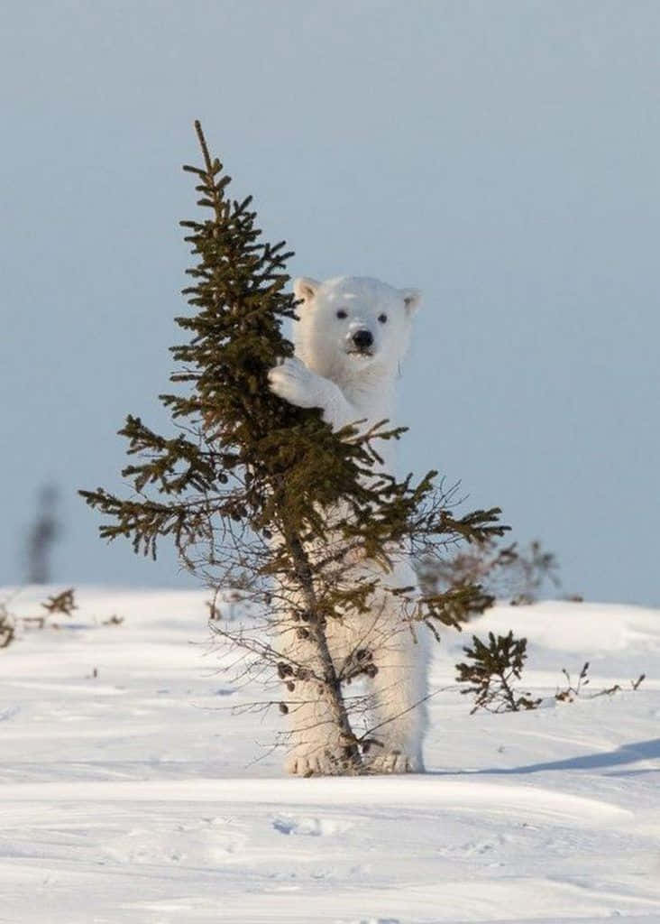 Hermosaimagen De Un Oso Polar Animal.