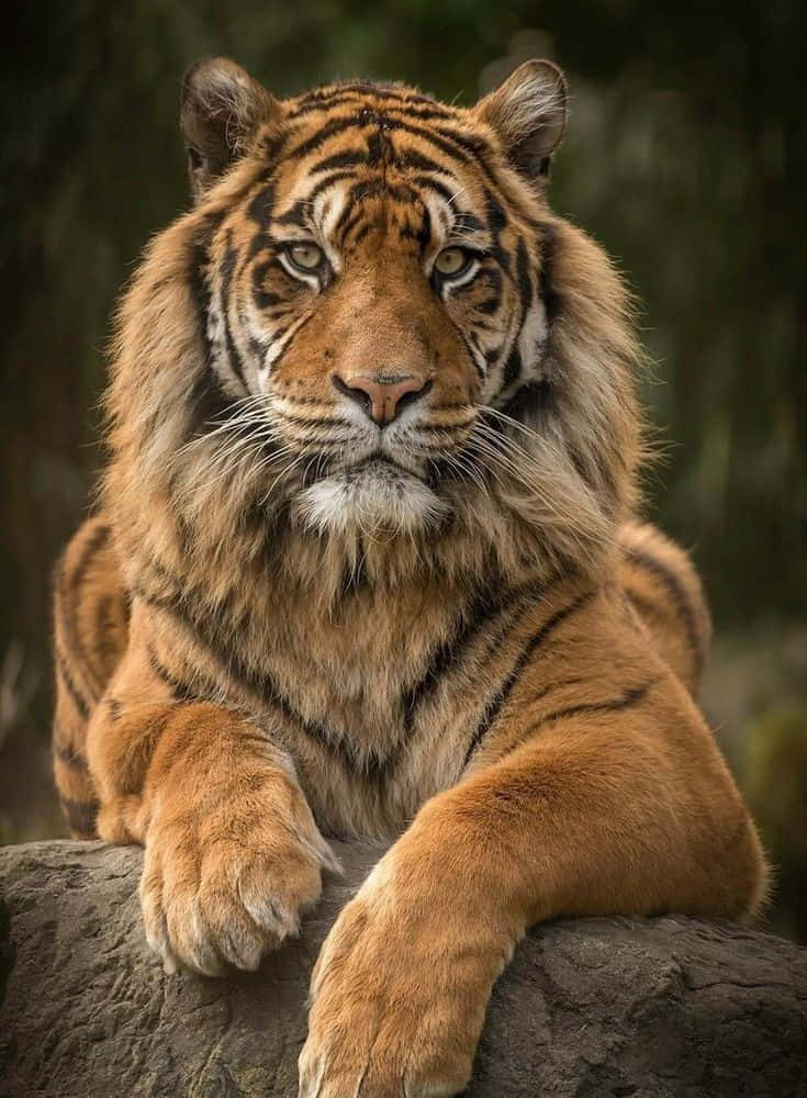 Vackerbild På En Vild Sumatran Animal