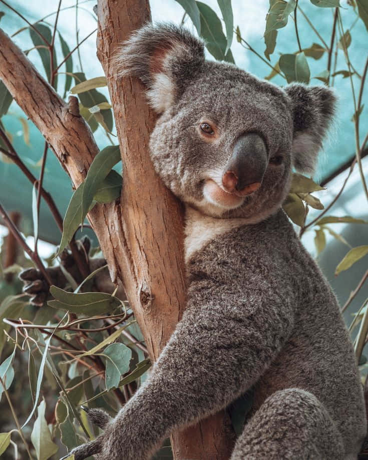Hermosaimagen De Un Koala Animal