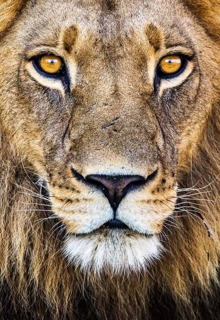 Vackerbild På Närbild Av En Lejondjur