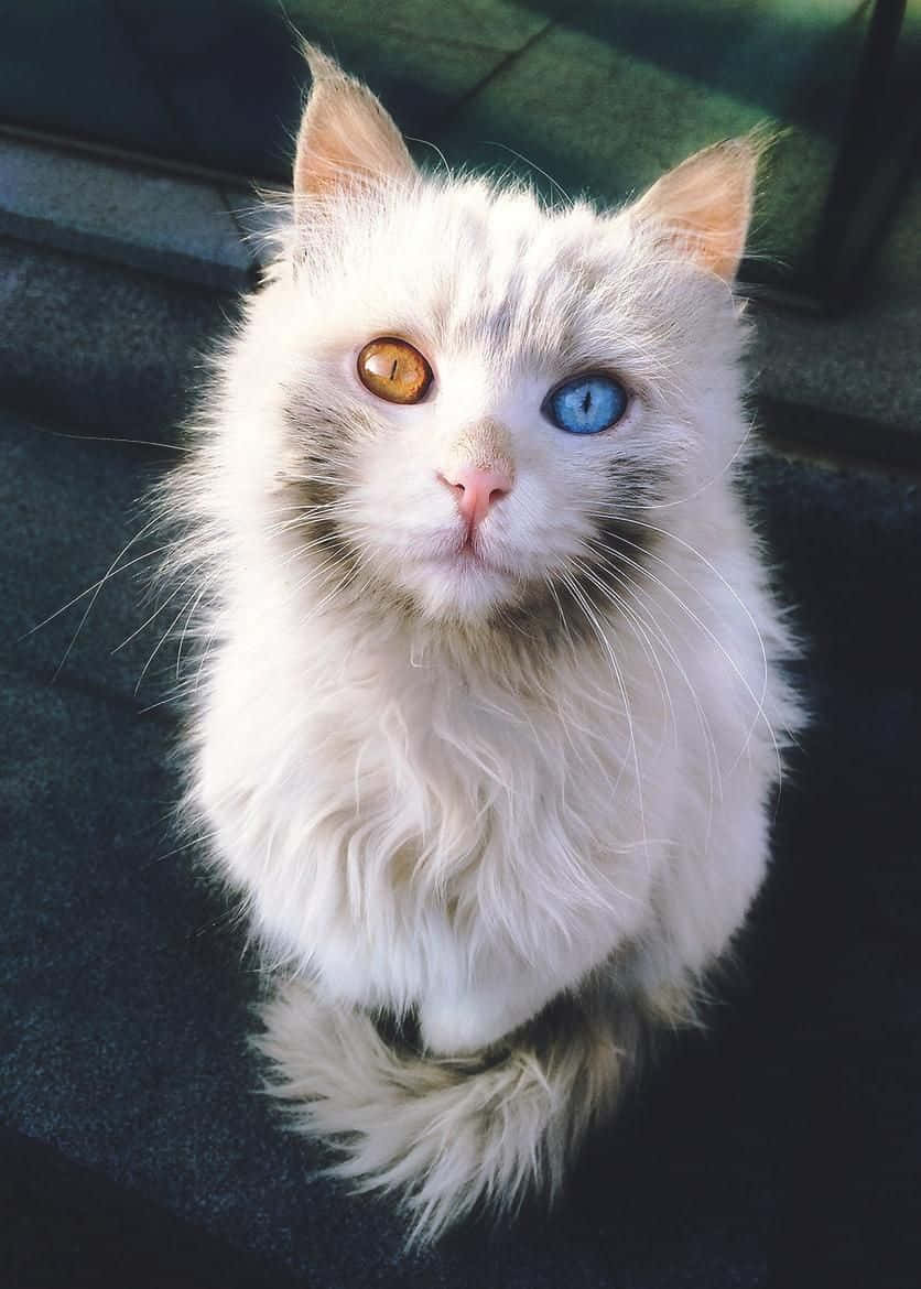 Hermosaimagen De Un Gato De Ojos Naranjas Y Azules