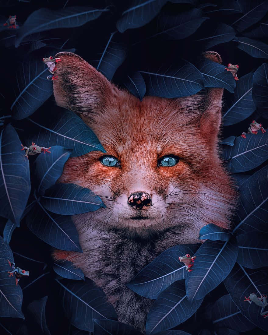 Beautiful Fox Animal Sneaking Picture
