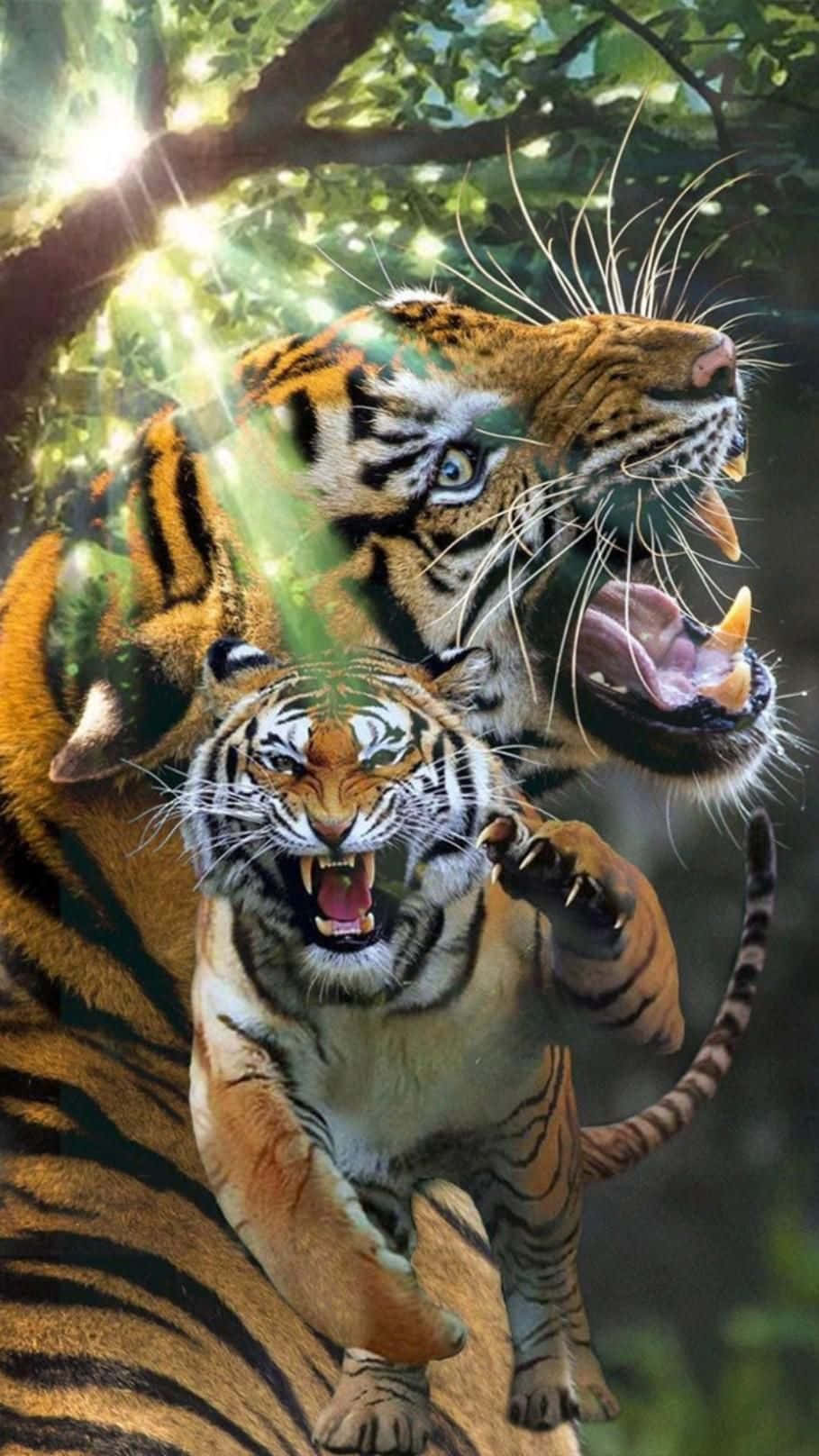 Beautiful Tigers Animal Picture