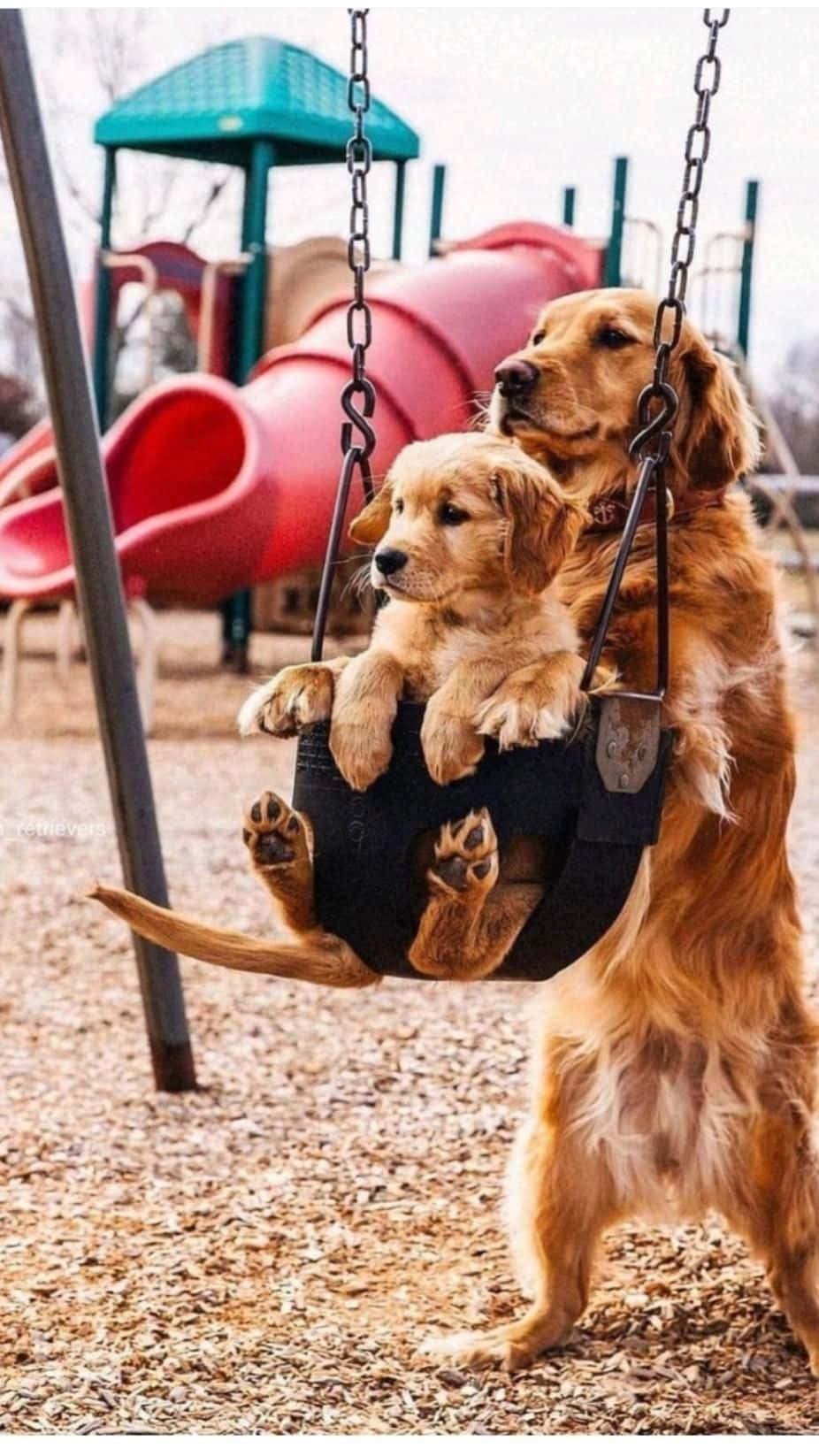 Beautiful Dogs Animal In The Playground Picture