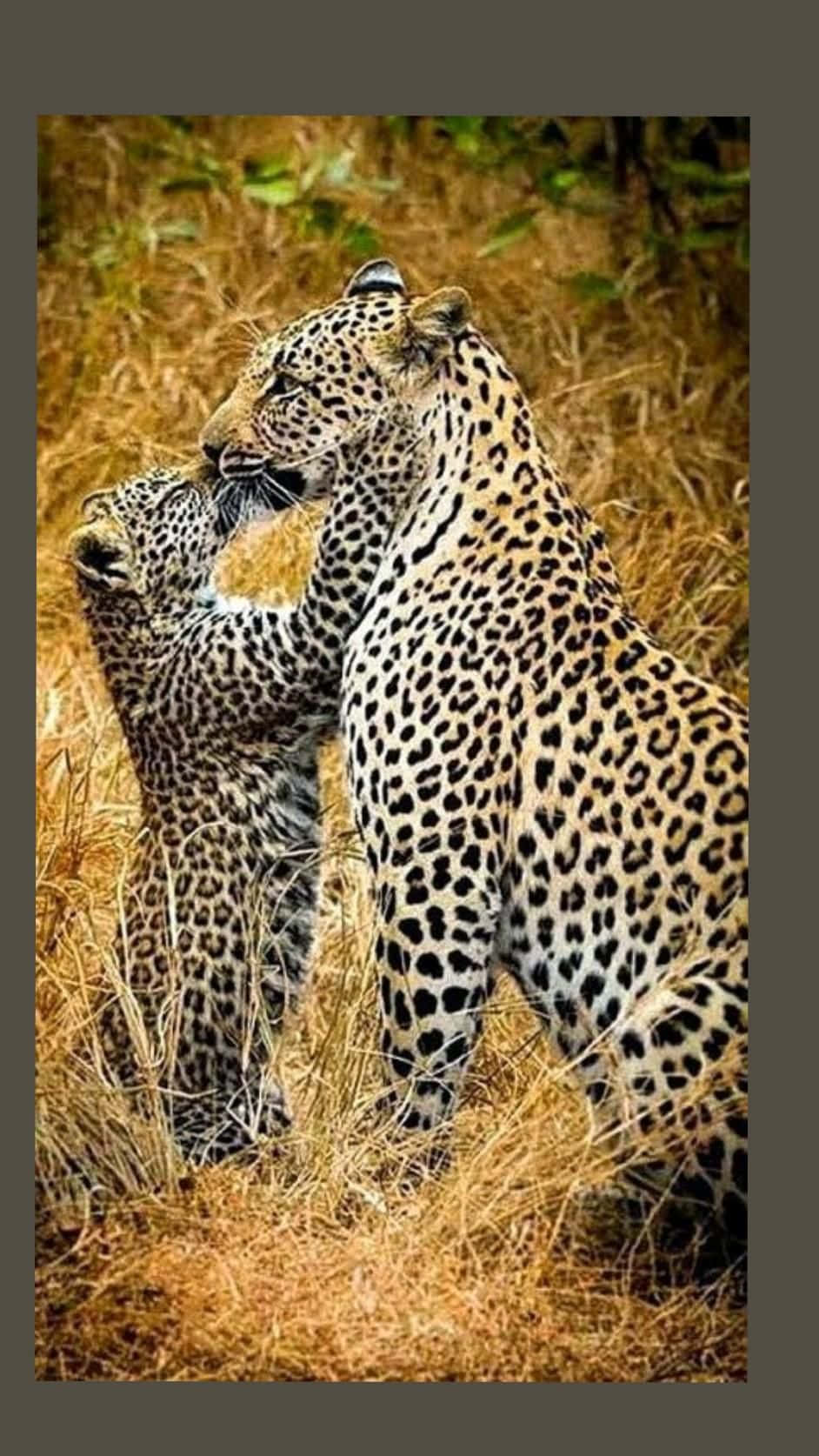 Hermosaimagen De Un Leopardo Africano