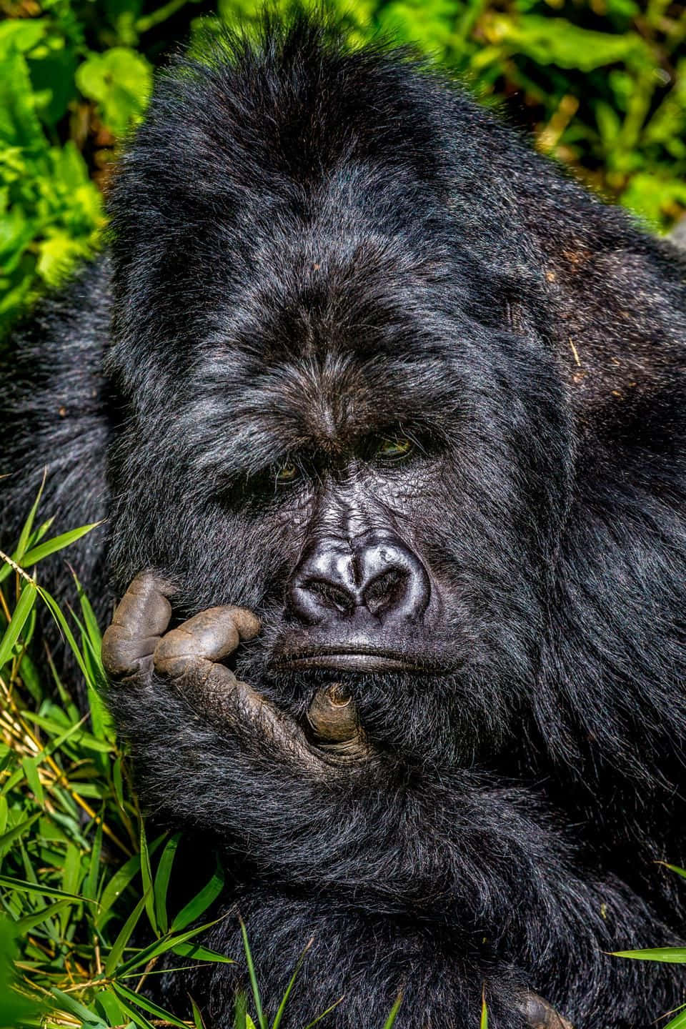 Bellissimaimmagine Di Un Gorilla Animale