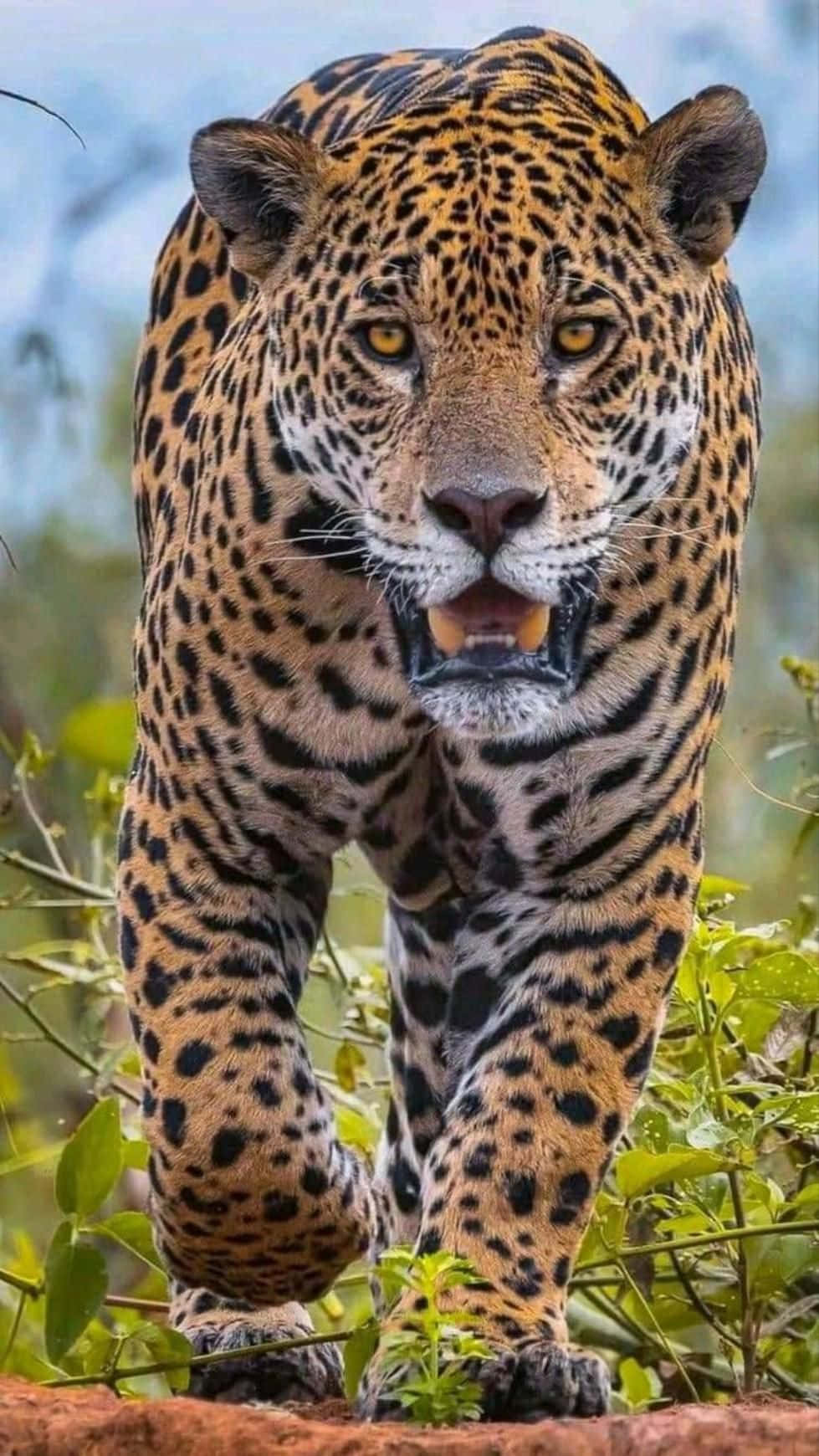 Beautiful Jaguar Animal Picture