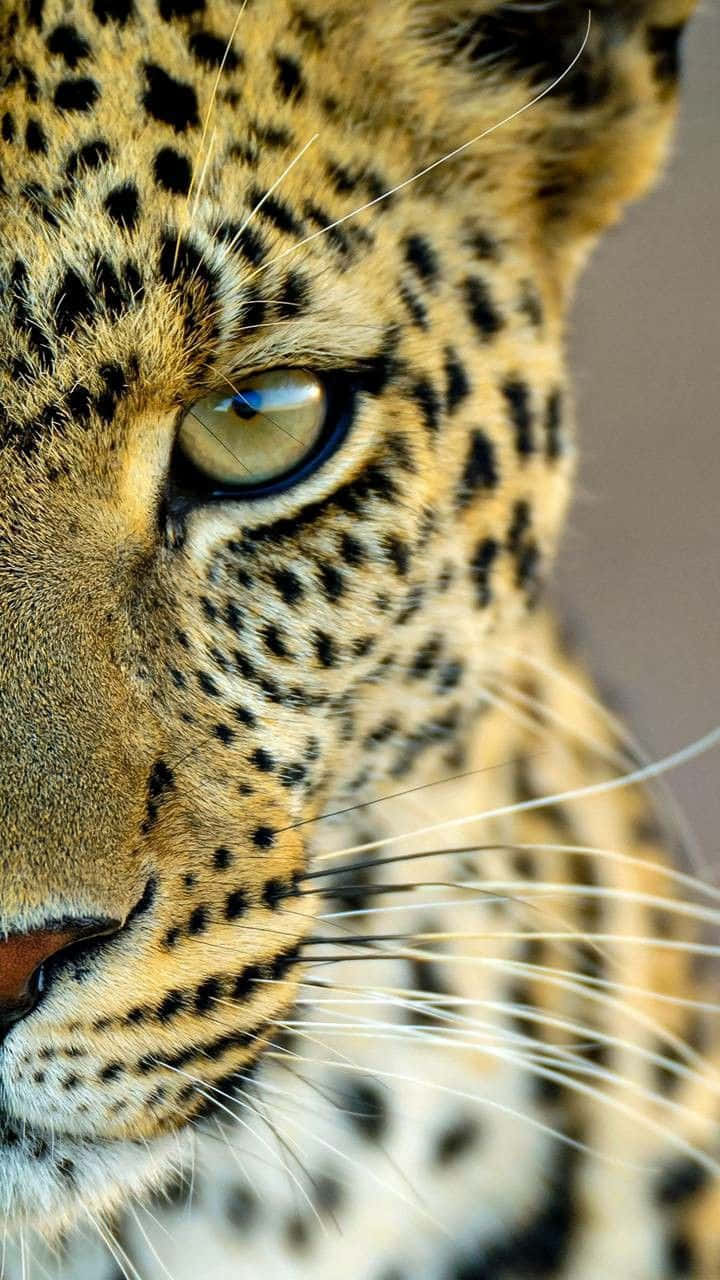 Bellissimafoto Ravvicinata Di Un Leopardo Animale
