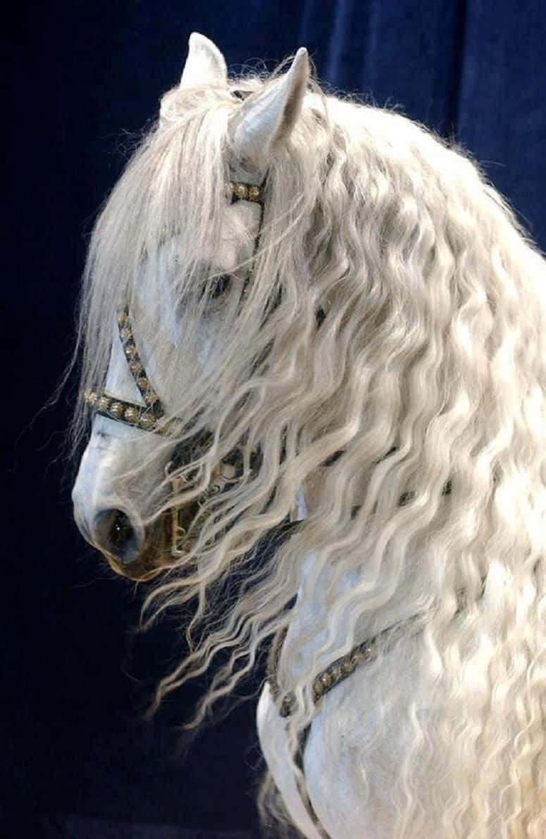 Beautiful White Horse Animal Picture