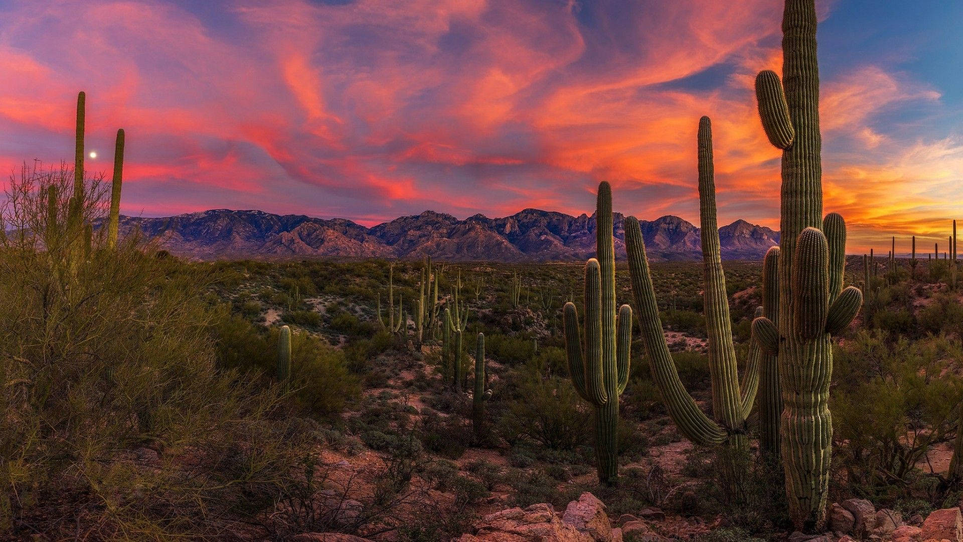 Beautiful Arizona Desert Wallpaper