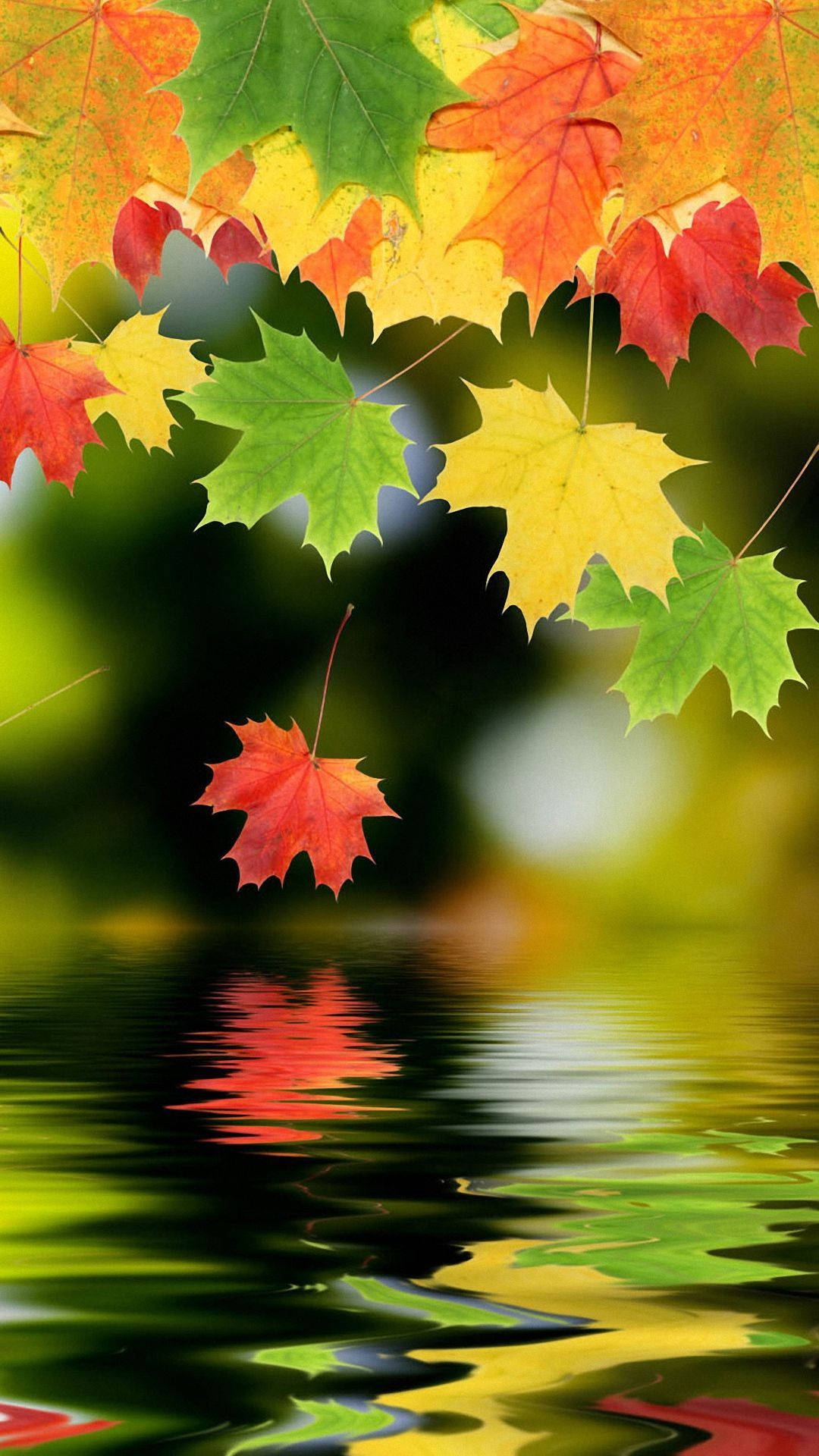 Download Beautiful Autumn Leaves Android Phone Wallpaper 