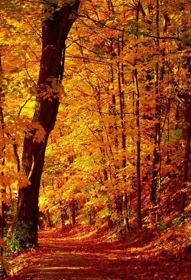 Admire the beauty of autumn season
