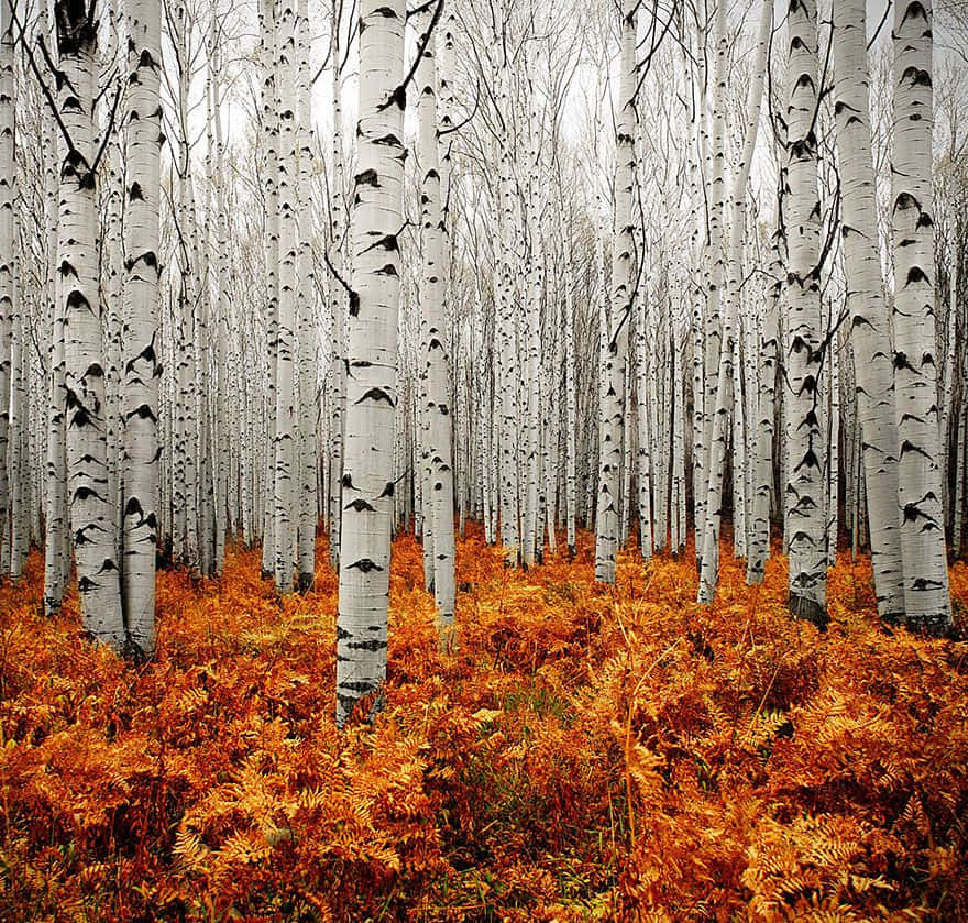 A Forest Of Birch Trees With Orange Leaves