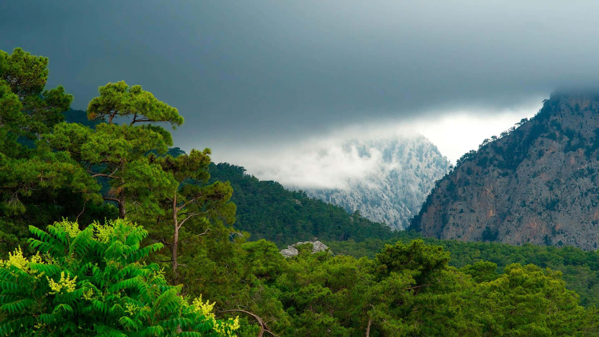 a mountain with trees and a cloudy sky