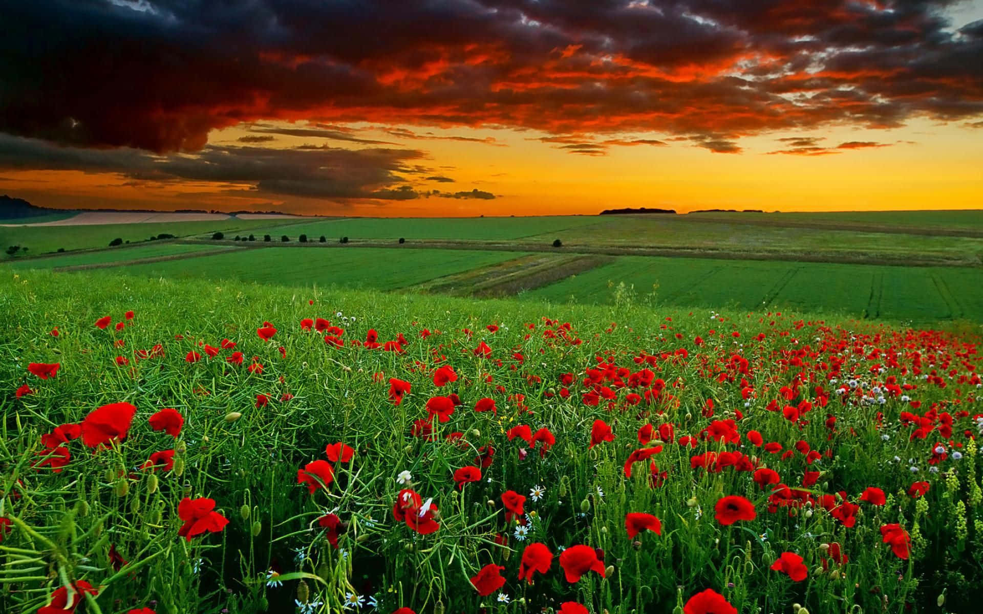 a field of red poppies under a cloudy sky