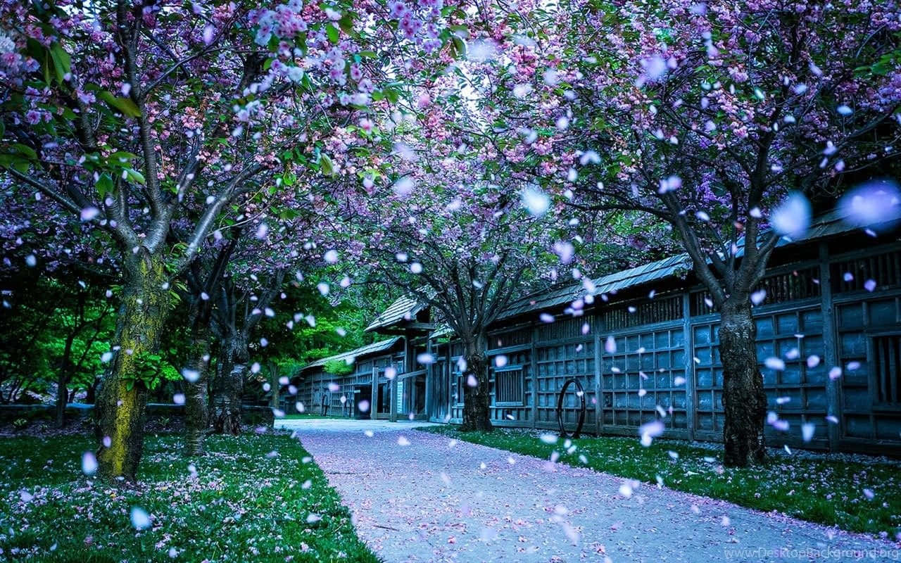 a pathway with purple blossoms and trees