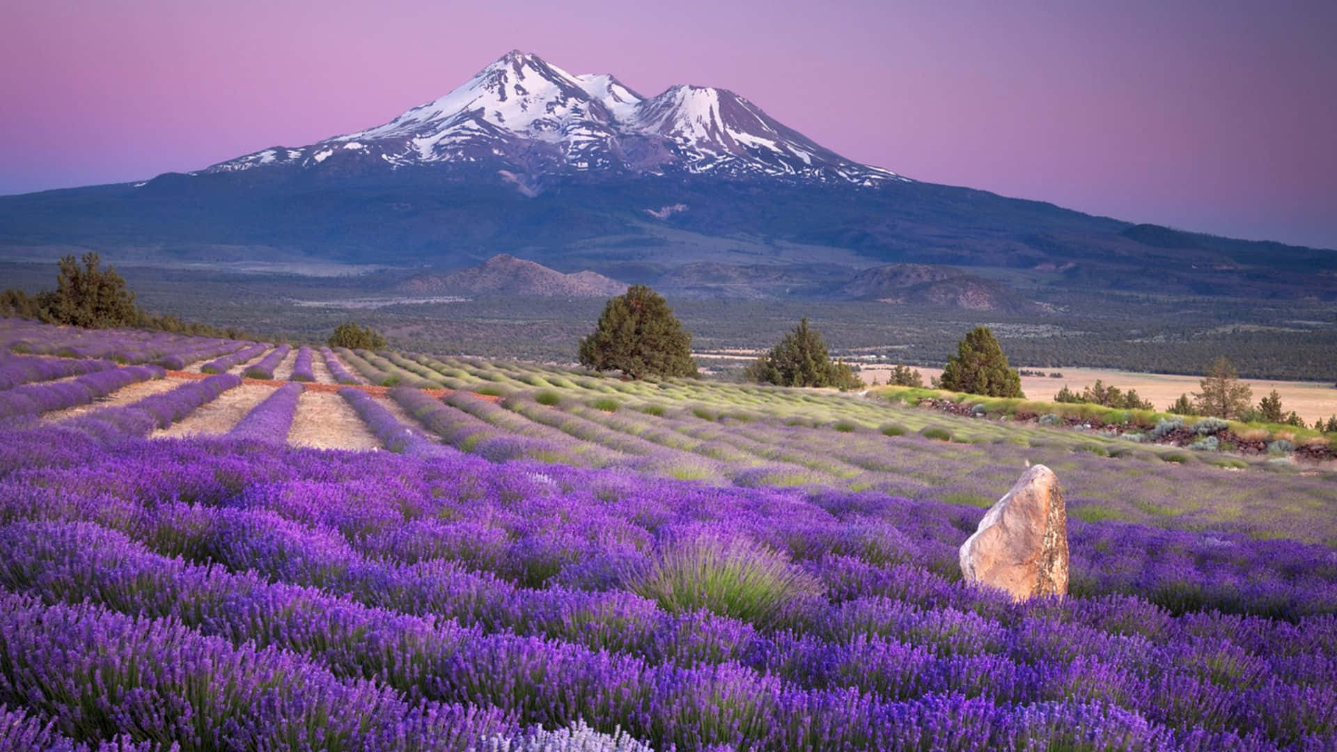 lavender fields in the mountains with mt hood in the background