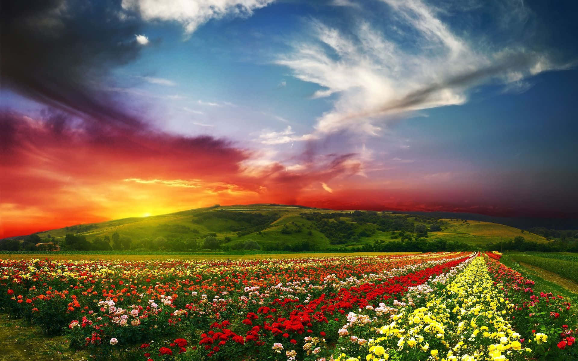 Etmark Fyldt Med Blomster Og En Farverig Solnedgang