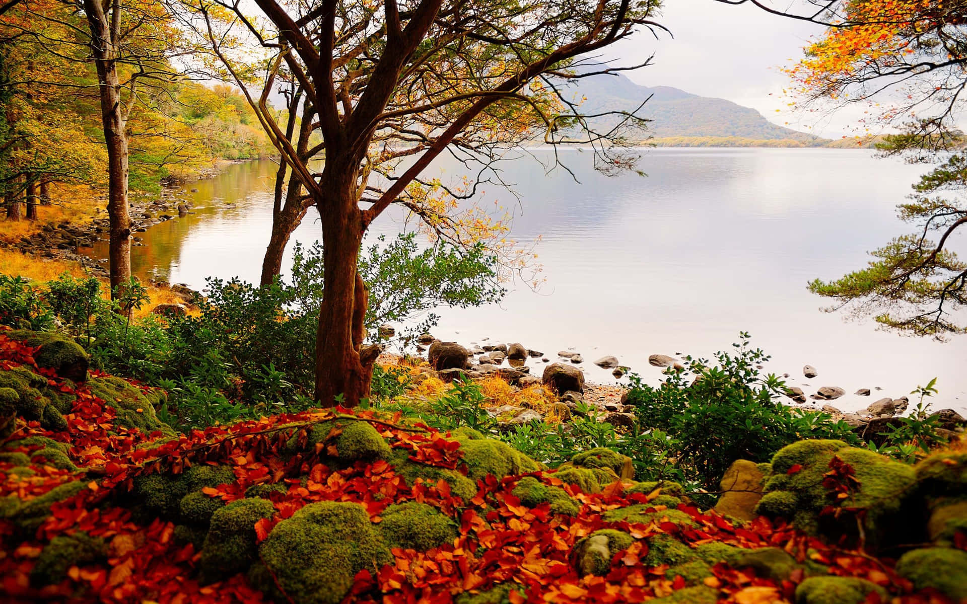Foglied'autunno Sul Terreno Vicino A Un Lago