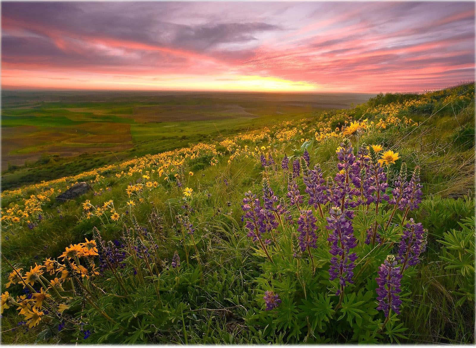 lupine flowers in the field at sunset